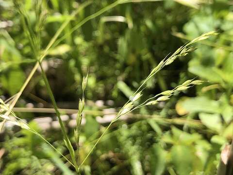 Imagem de Sphenopholis pensylvanica (L.) Hitchc.