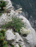 Imagem de Saxifraga longifolia Lapeyr.