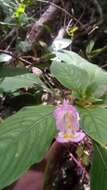 Image of Impatiens tuberosa H. Perrier