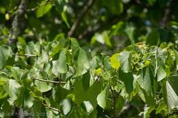 Image of American Basswood