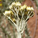 Image de Helichrysum callicomum Harv.