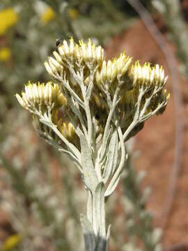 Image of Helichrysum callicomum Harv.