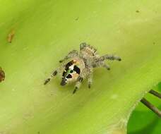 Sivun Phidippus maddisoni Edwards 2004 kuva