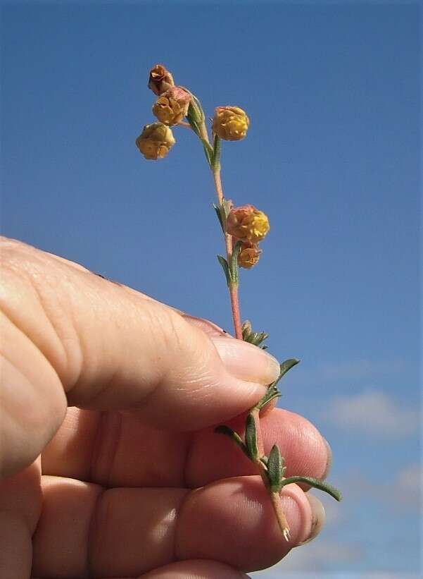 Image of Hermannia concinnifolia Verdoorn