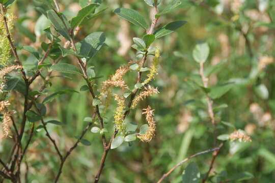 Imagem de Salix hastata L.