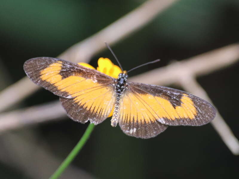 Image de Acraea alciope Hewitson 1852