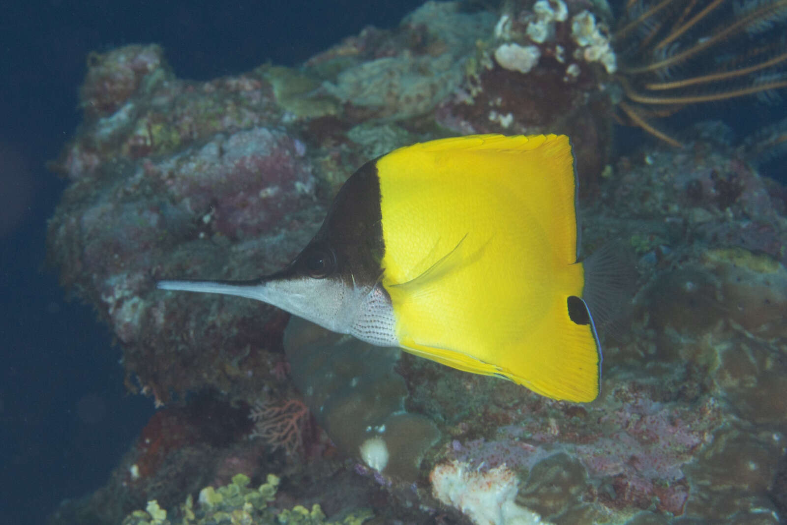 Image of Big long-nosed Butterflyfish