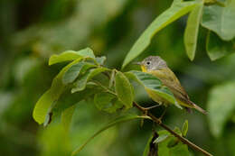 Image of Nashville Warbler