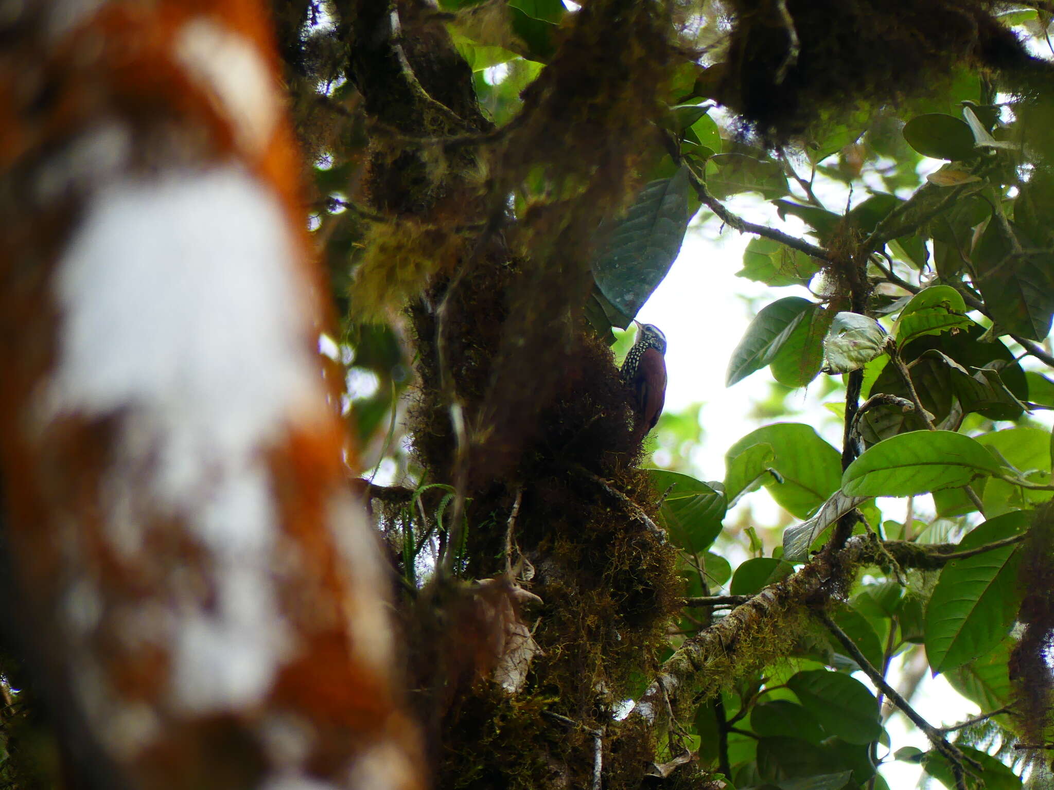 Image of Pearled Treerunner