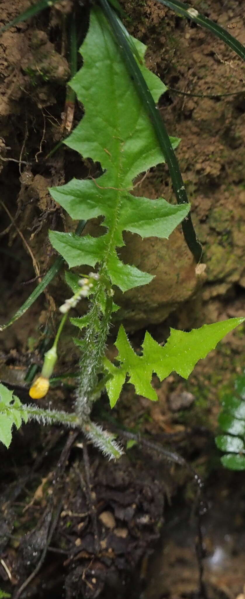 Image of Youngia japonica subsp. monticola