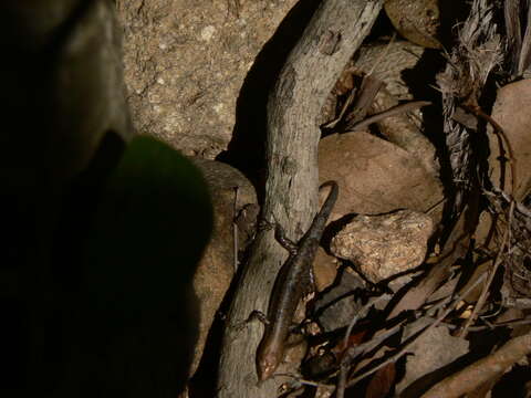 Image of Saxicoline Sunskink