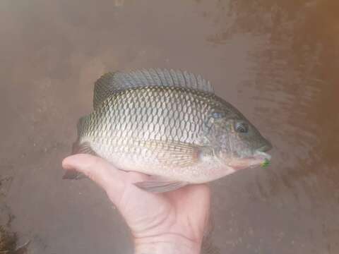 Image of Redbreast tilapia