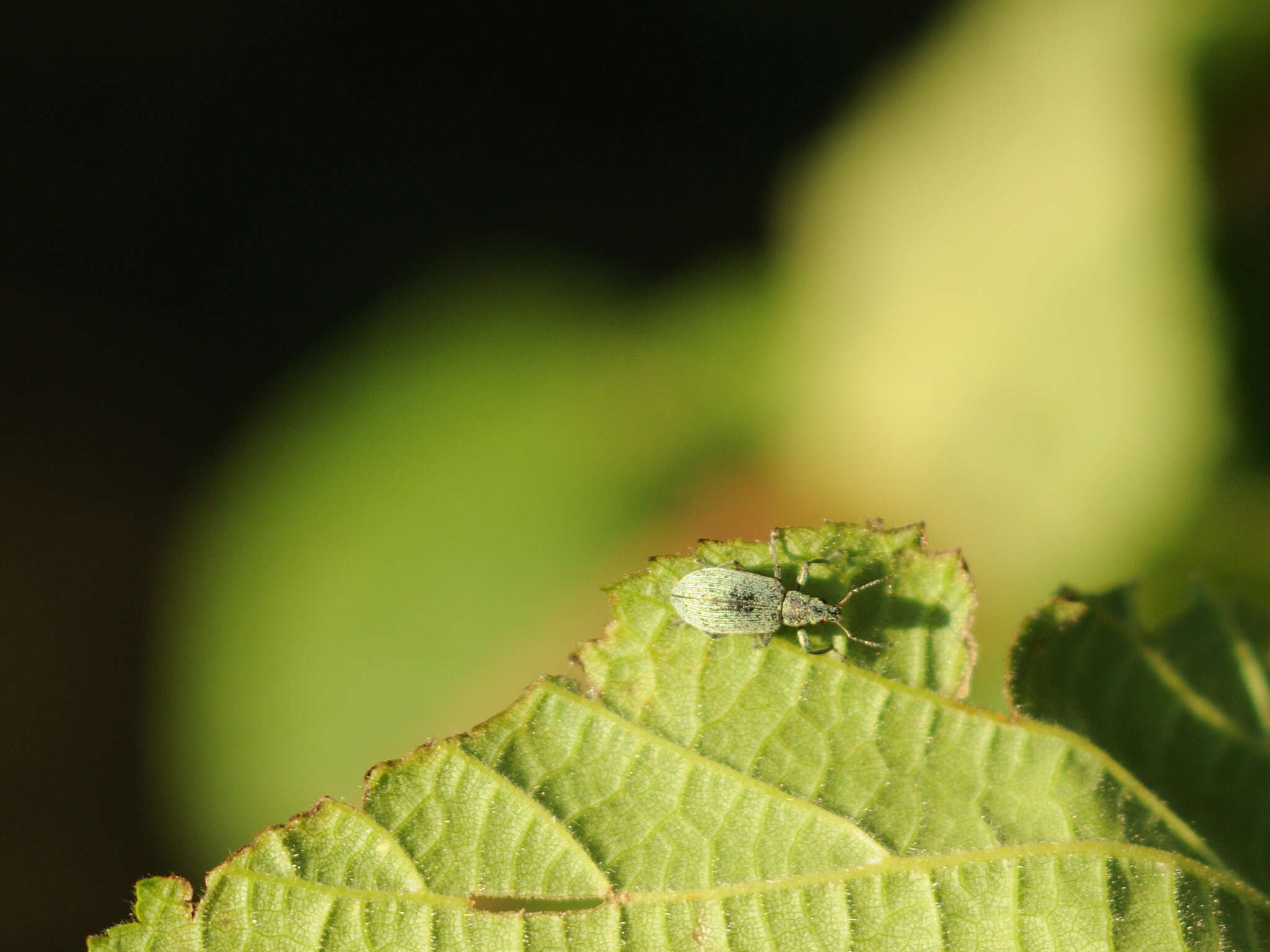 Polydrusus (Eurodrusus) cervinus (Linnaeus 1758) resmi