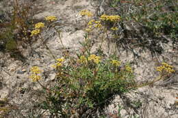 Sivun Crassula cymosa Berg. kuva