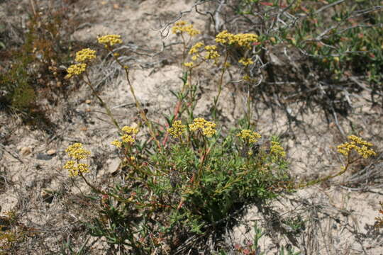 Image of Crassula cymosa Berg.