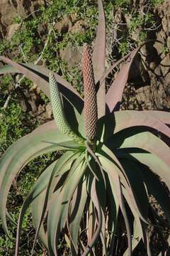 Image of Aloe speciosa Baker