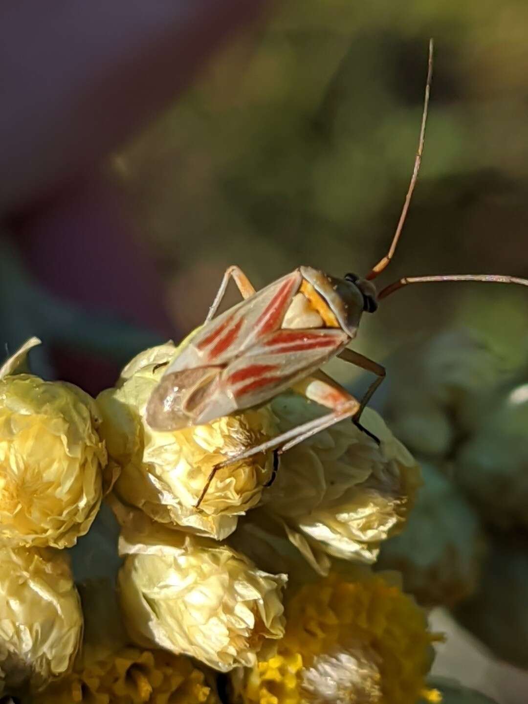 Image of Calocoris roseomaculatus (De Geer 1773)