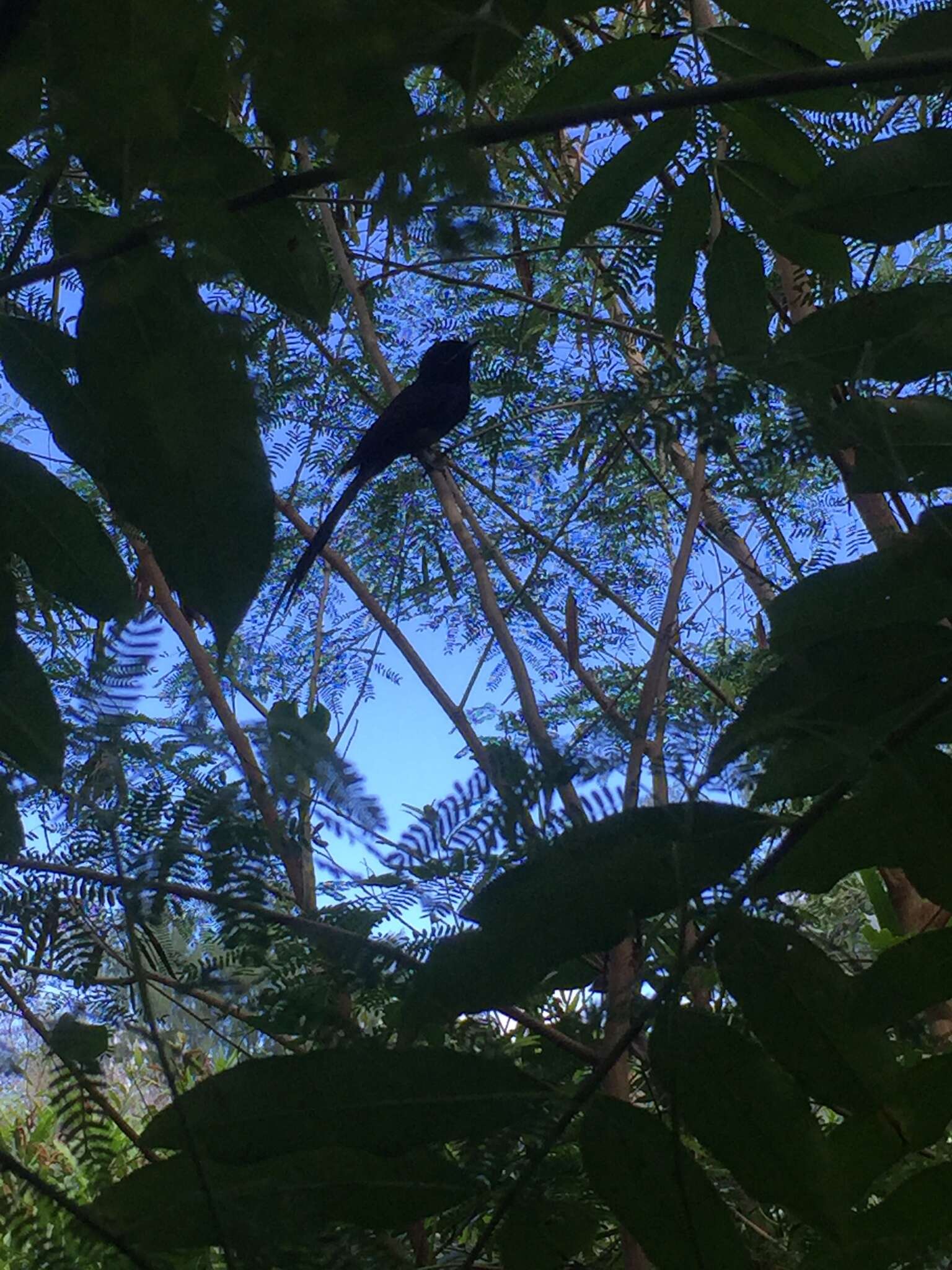 Image of Seychelles Black Paradise Flycatcher