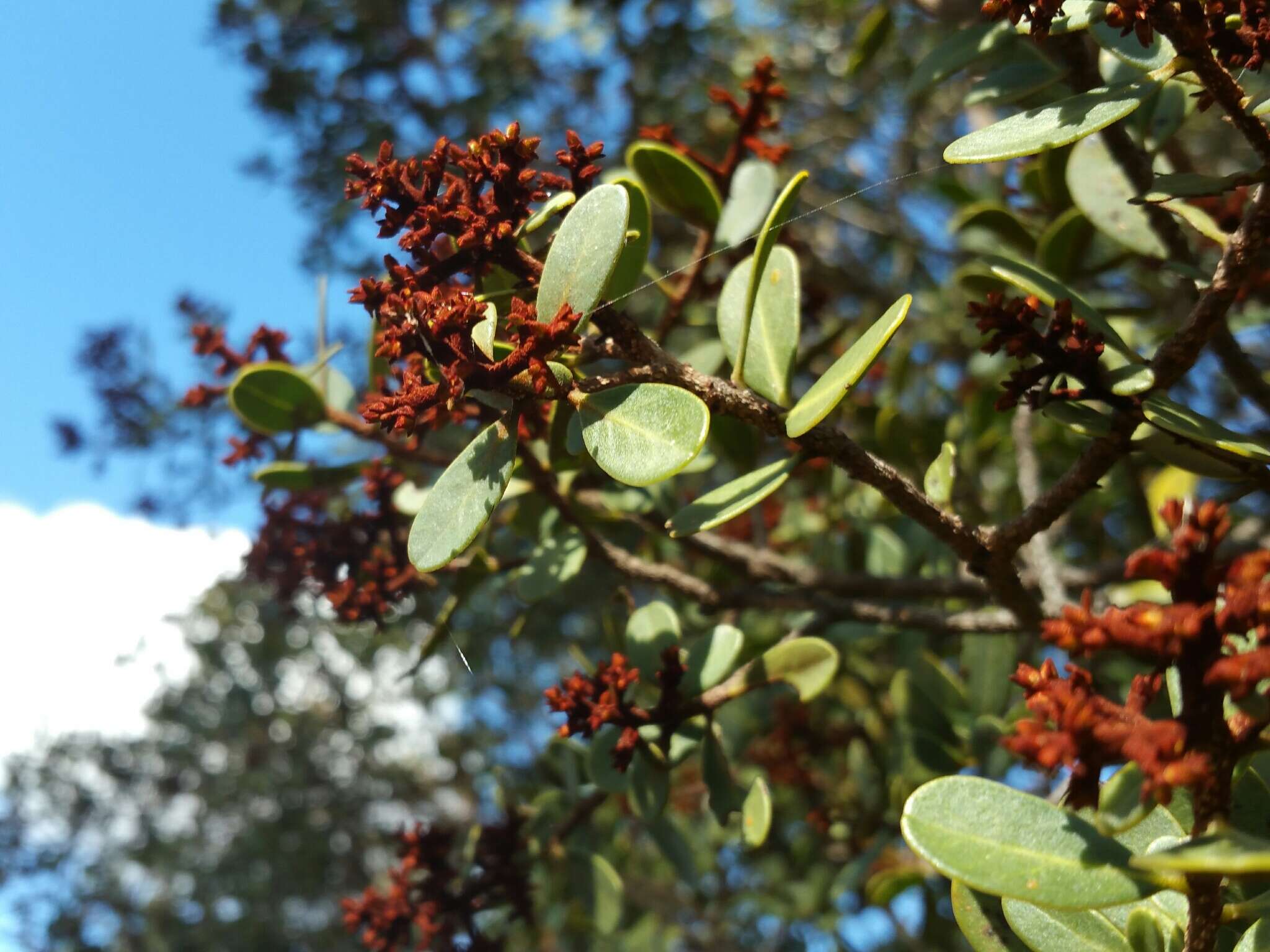 Image of Asteropeia densiflora Baker