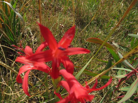 Imagem de Watsonia gladioloides Schltr.