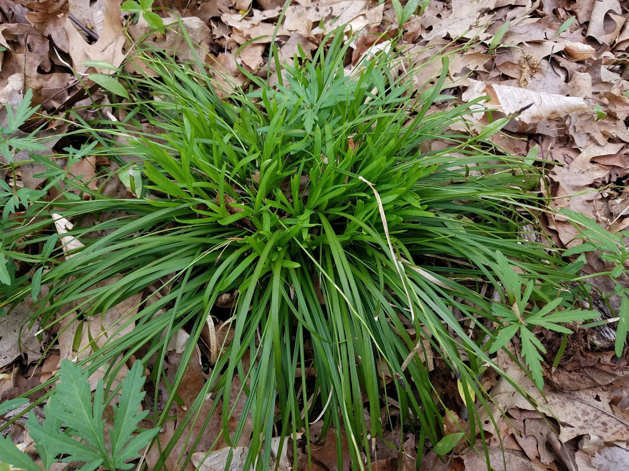 Image of Longstalk sedge