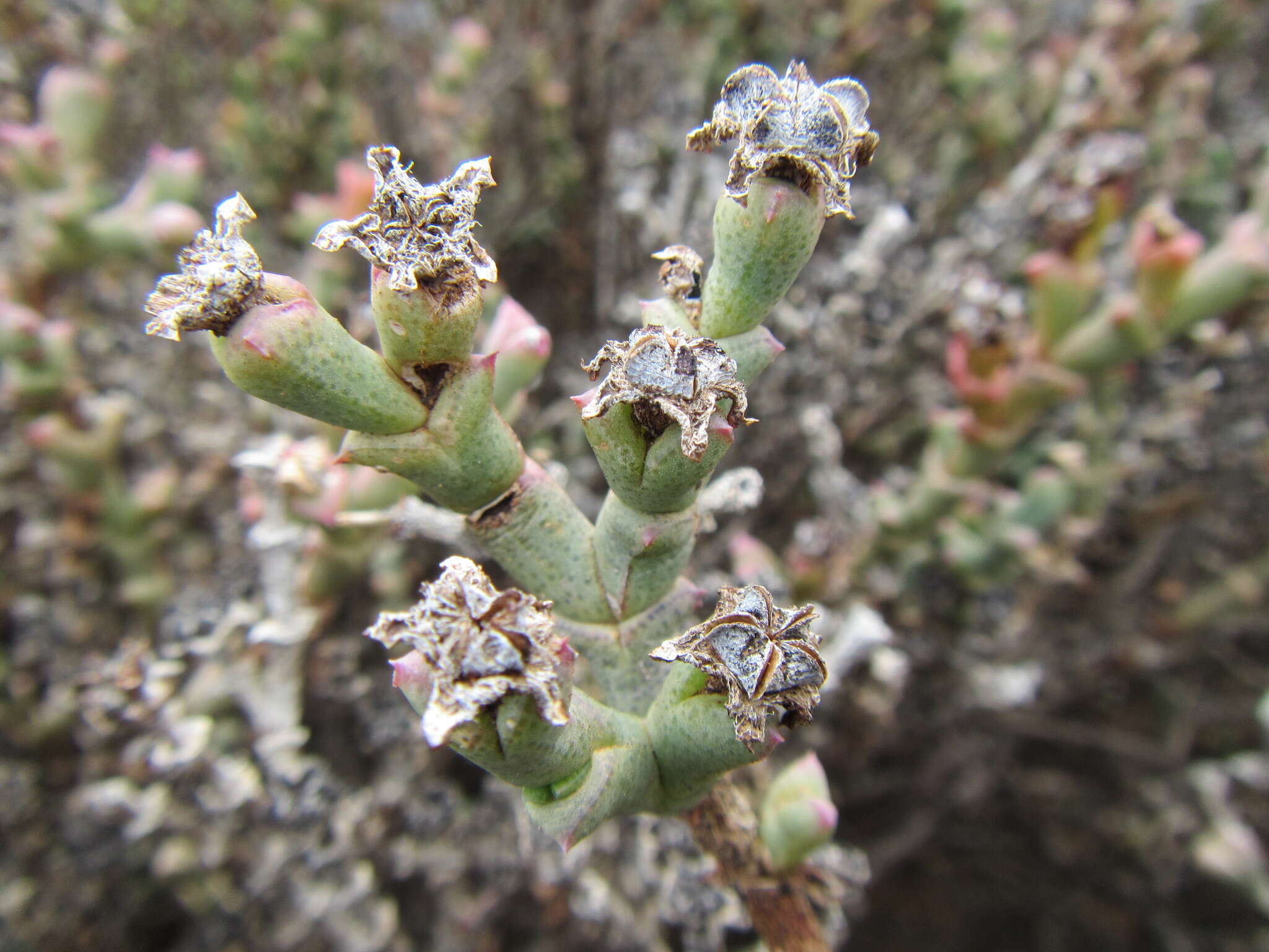 Слика од Ruschia grisea (L. Bol.) Schwant.