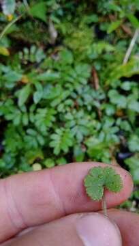 Image of musky marshpennywort