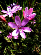 Freesia verrucosa (B. Vogel) Goldblatt & J. C. Manning resmi