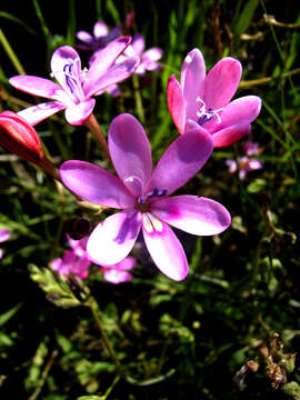 Image of Freesia verrucosa (B. Vogel) Goldblatt & J. C. Manning