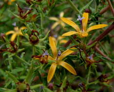 صورة Wahlenbergia nodosa (H. Buek) Lammers