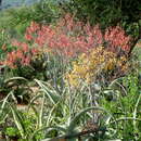 Sivun Aloe megalacantha Baker kuva