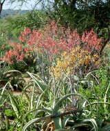 Aloe megalacantha Baker resmi