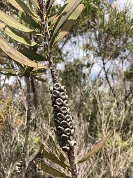 صورة Melaleuca glauca Domin