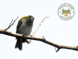 Euphonia chrysopasta Sclater, PL & Salvin 1869的圖片