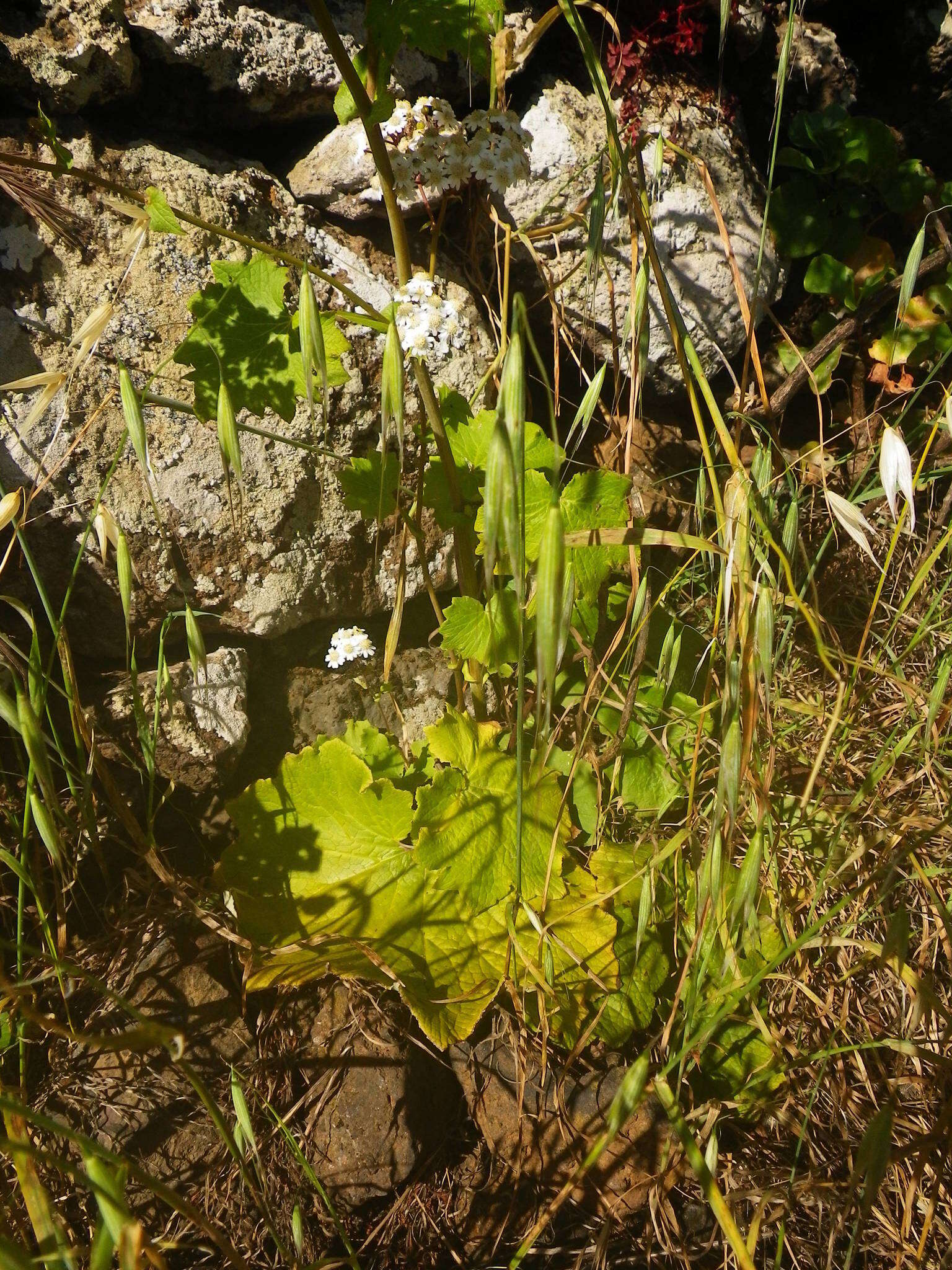 Image of Pericallis murrayi (Bornm.) B. Nord.