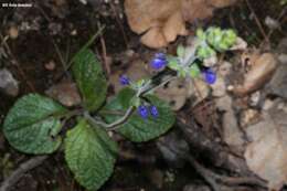 Image de Salvia nana Kunth