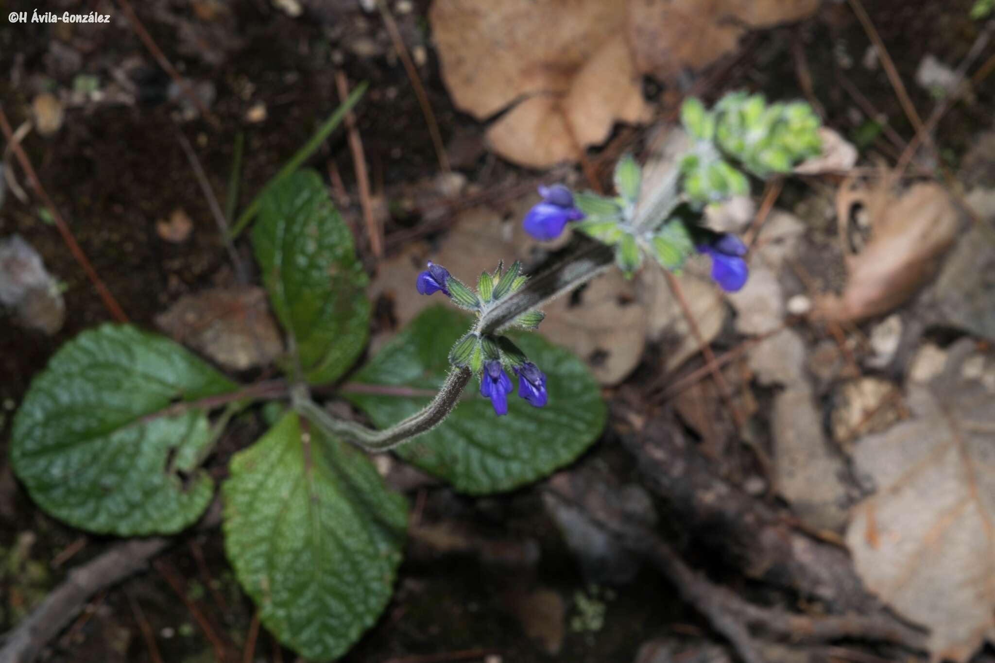 Image de Salvia nana Kunth