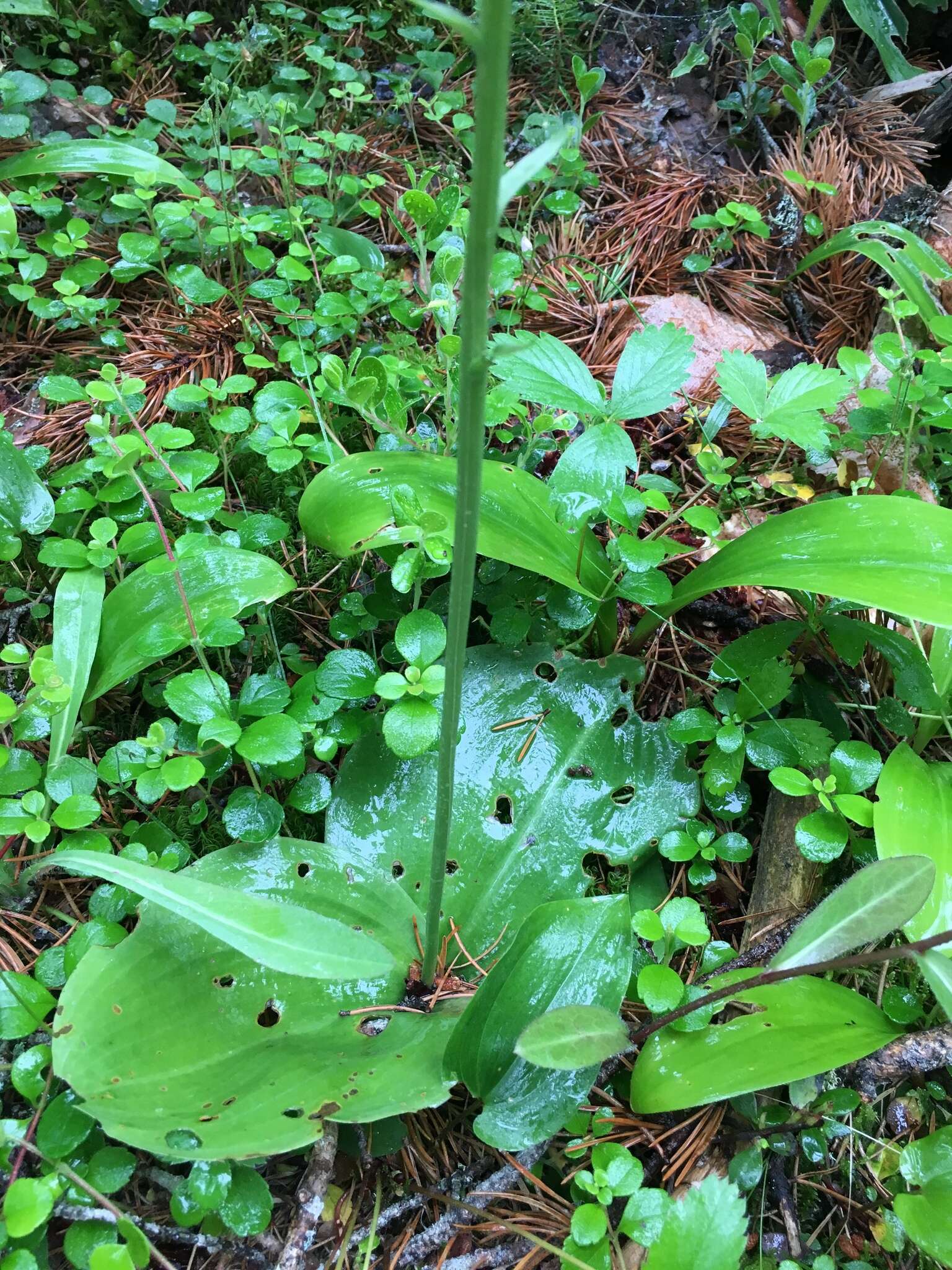 Слика од Platanthera orbiculata var. macrophylla (Goldie) Luer