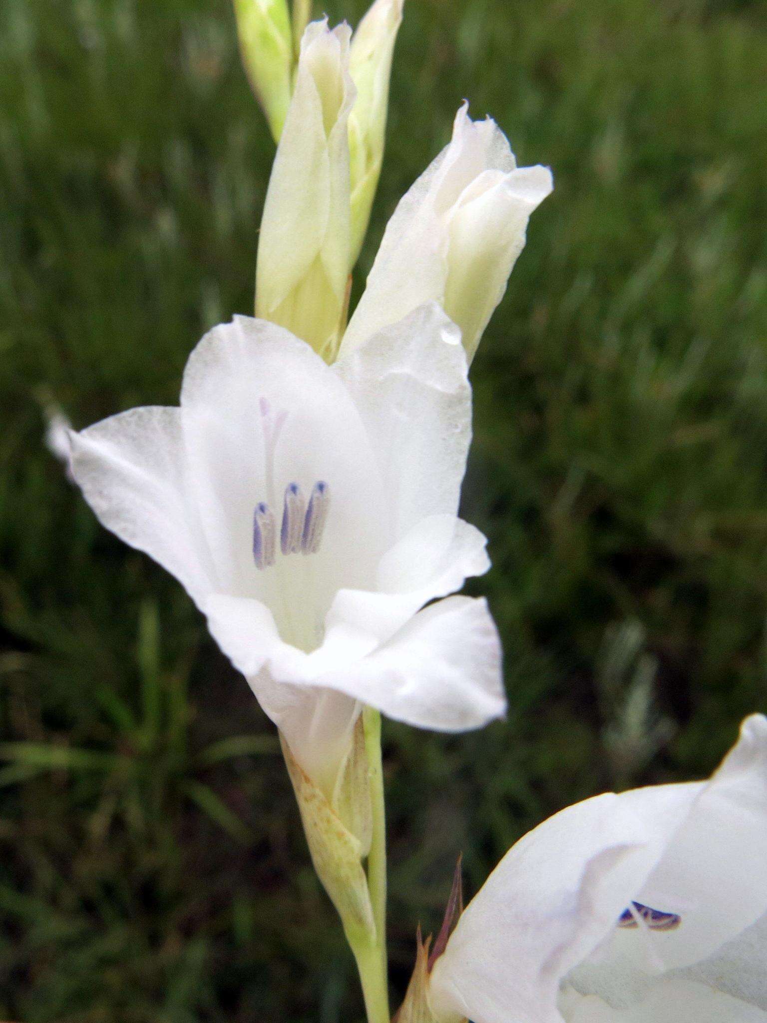 Imagem de Gladiolus appendiculatus G. J. Lewis