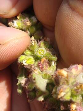 Kearnemalvastrum subtriflorum (Lag.) D. M. Bates resmi