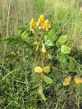 Image of <i>Senna magnifolia</i>