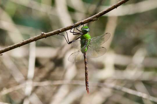 Image of Blue-spotted Comet Darner