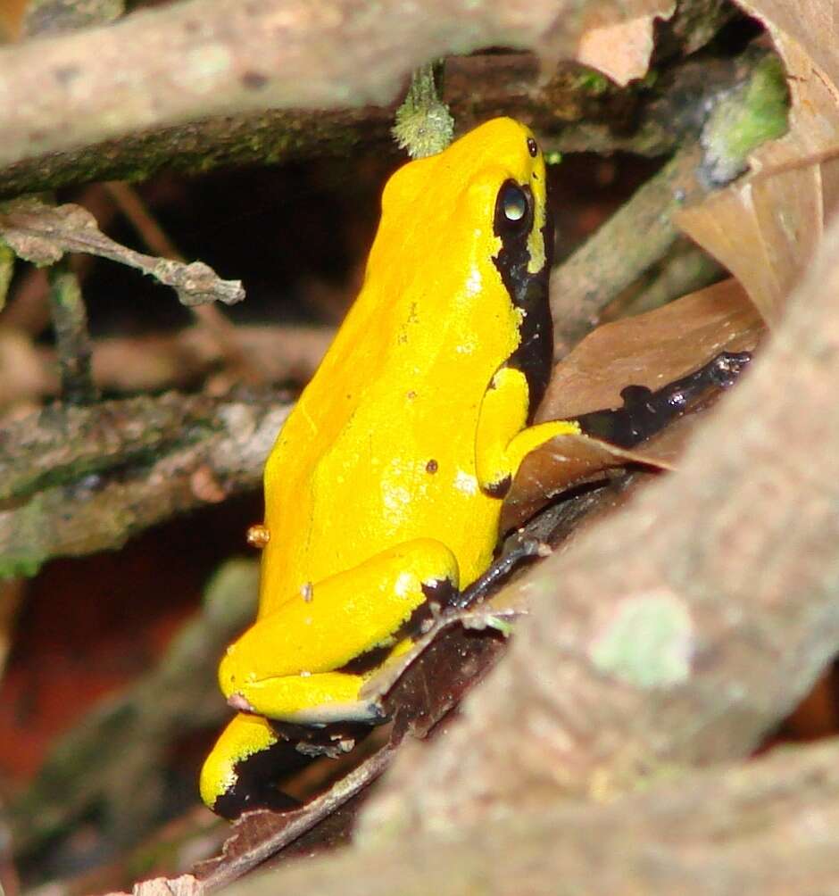 Image of Splashback Poison Frog