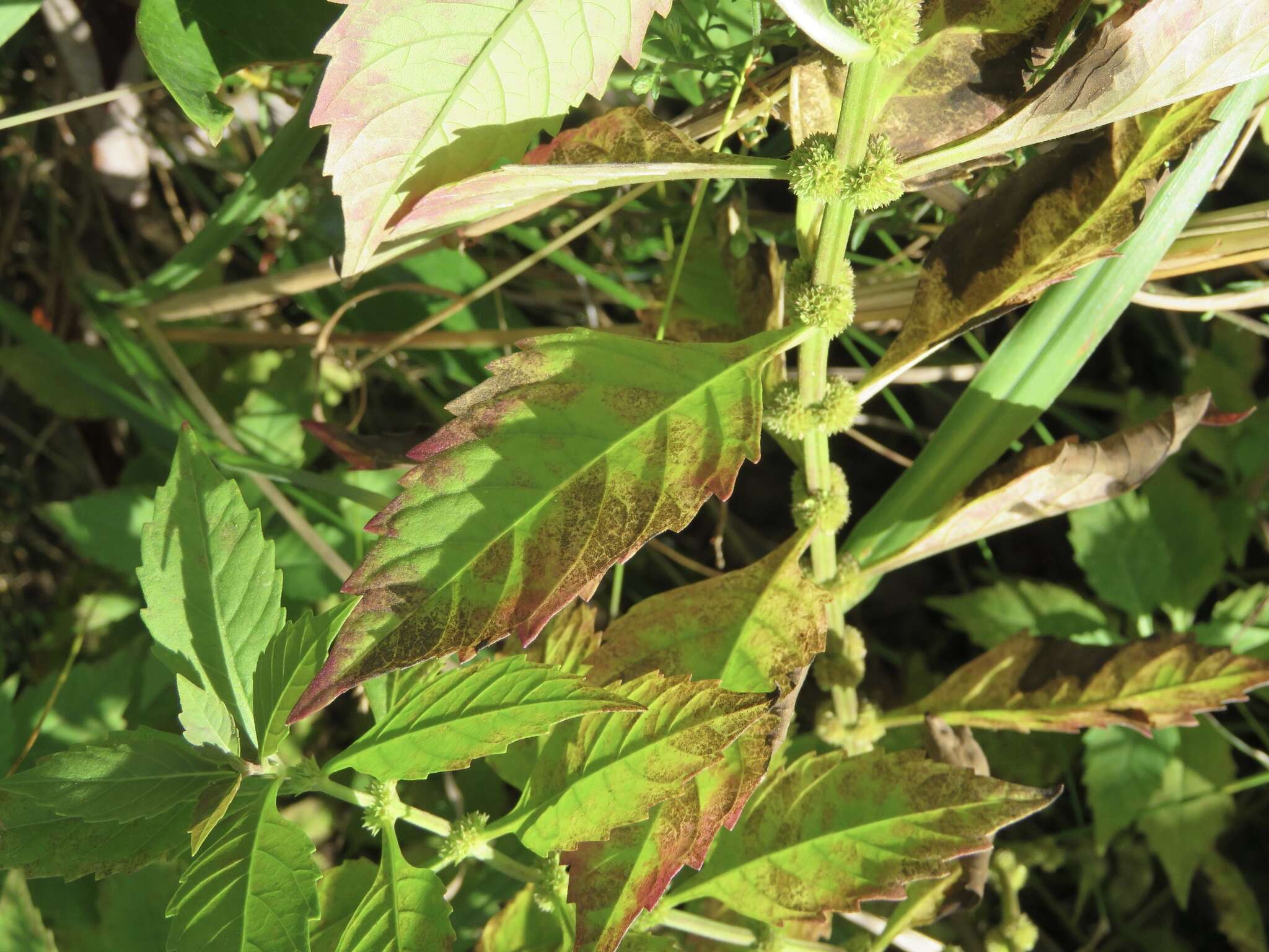 Image of Virginia water horehound