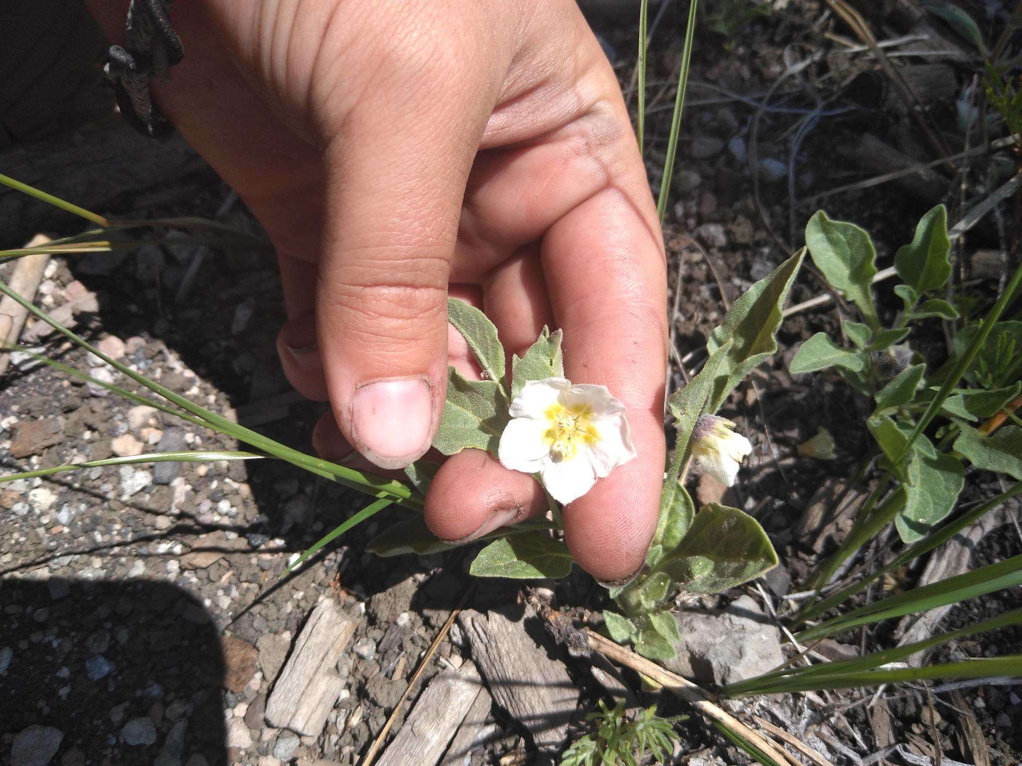 Image de Leucophysalis nana (A. Gray) Averett