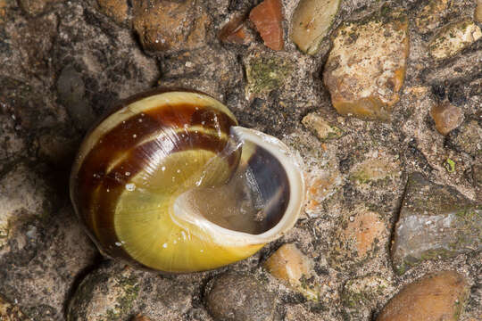 Image of White-lipped banded snail
