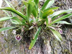 Image of Kefersteinia tolimensis Schltr.