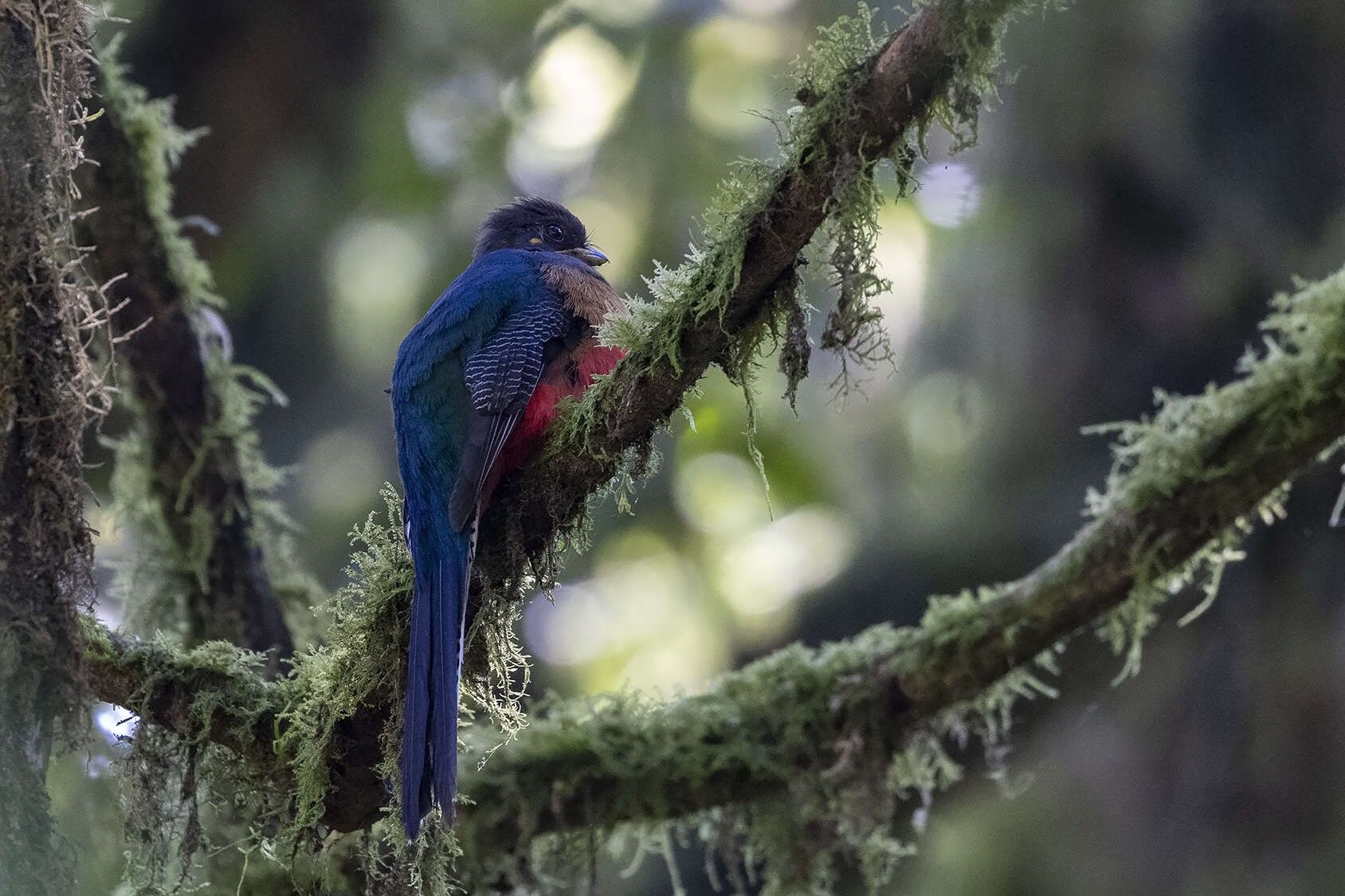 Image of Bar-tailed Trogon