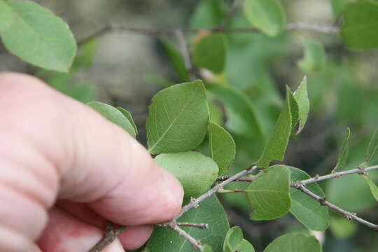 Слика од Forestiera reticulata Torr.