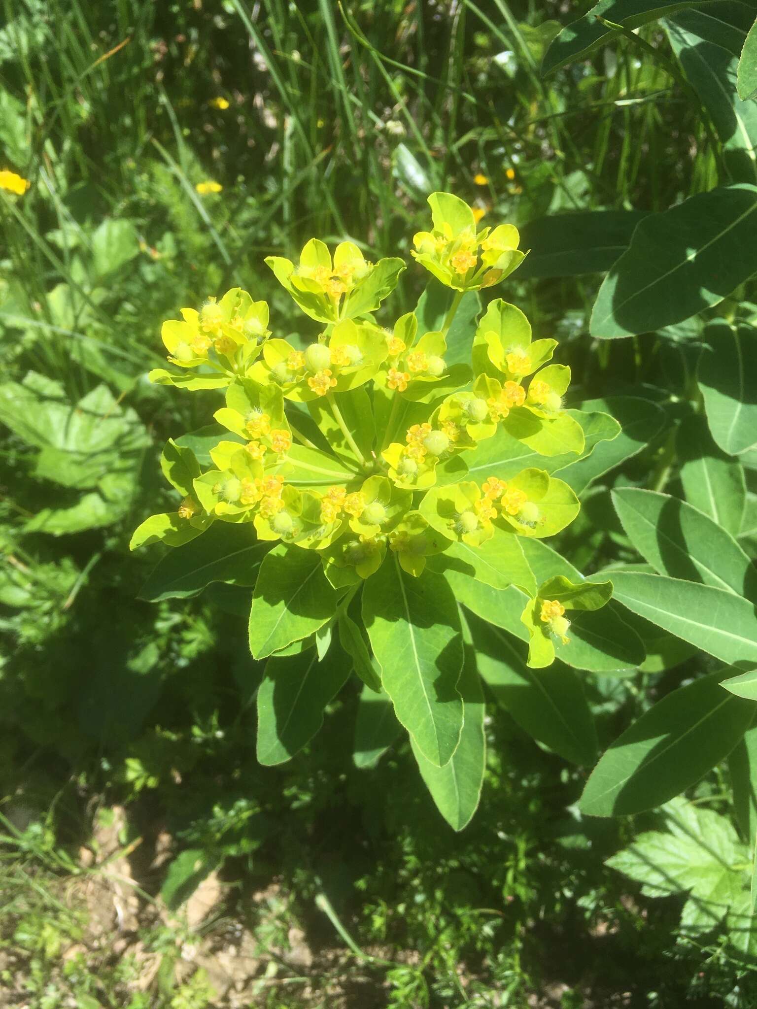 Image of Euphorbia austriaca A. Kern.